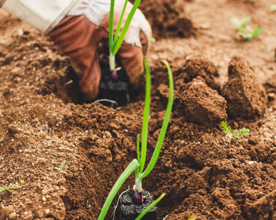 Agricultural Processing & Manufacturing